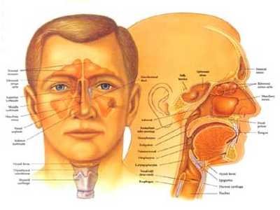 Oto-rhino-laryngologie